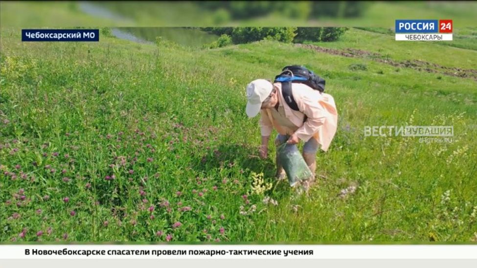 В Чувашии волонтеры собрали целебные травы и подготовили чайные наборы для участников СВО