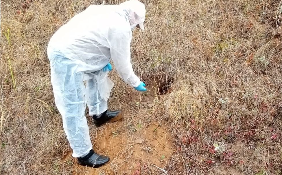 В Чувашии диких плотоядных животных вакцинируют от бешенства