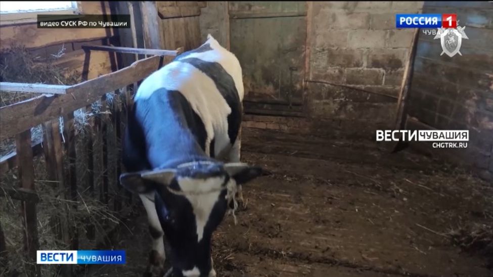 В Чувашии осудят владельца бычка, зараженного сибирской язвой