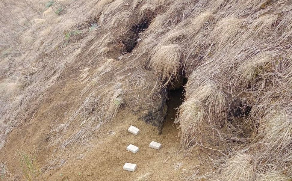 В Чувашии продолжают раскладку вакцин против бешенства диких животных