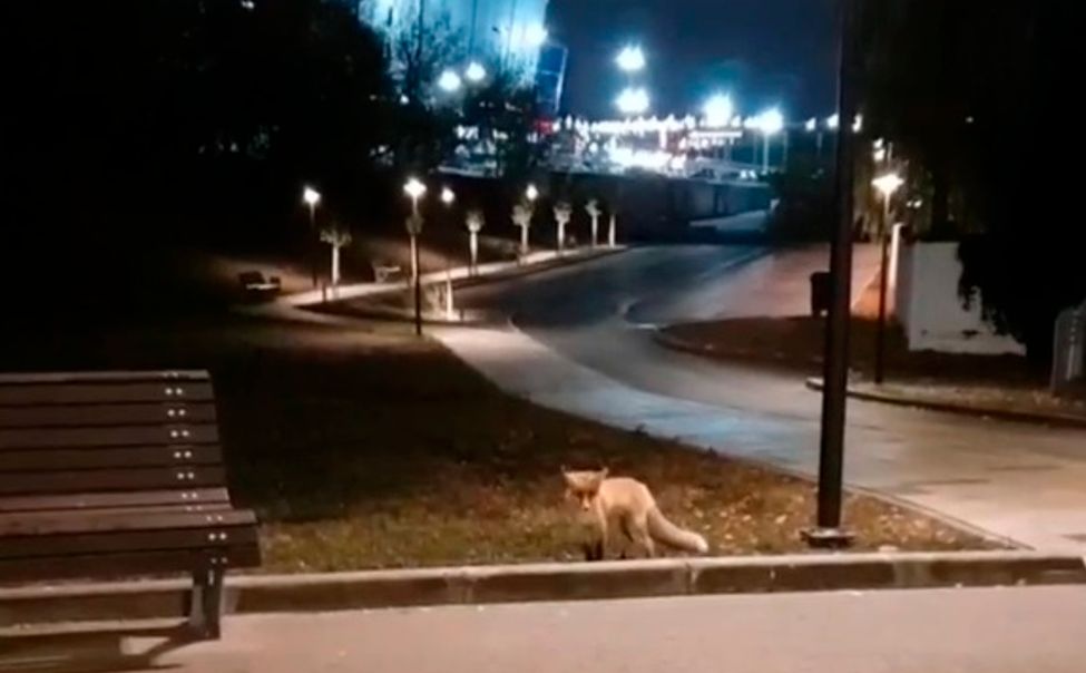 В центре Чебоксар заметили лису