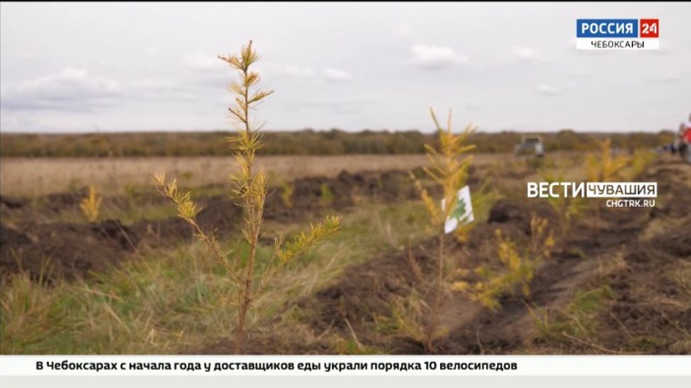 Чувашия присоединилась к акции «Сохраним лес»