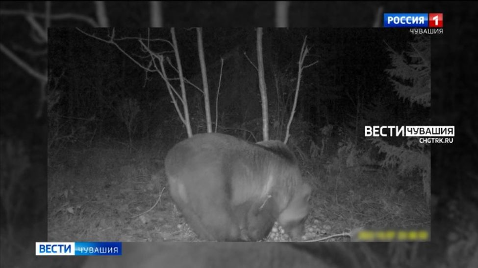 Специалисты заповедника «Присурский» ведут учет косолапых