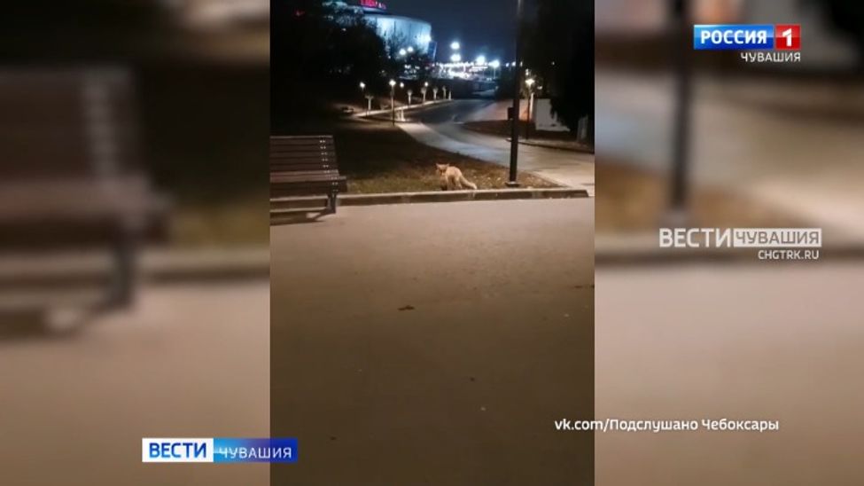 Мобильный репортер. Выпуск от 14.10.2023