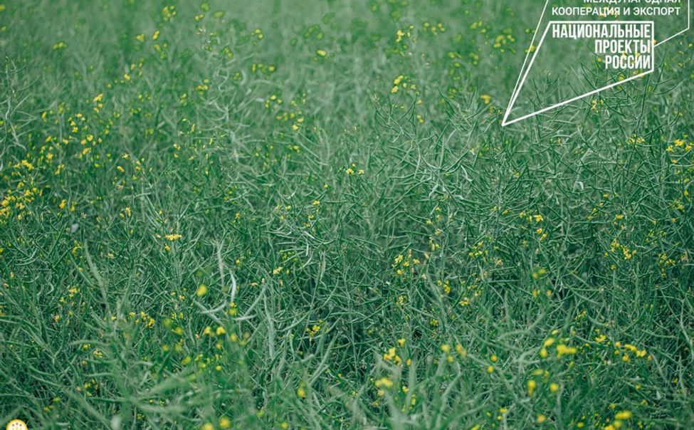 В этом году чувашская продукция отправилась в 44 страны мира