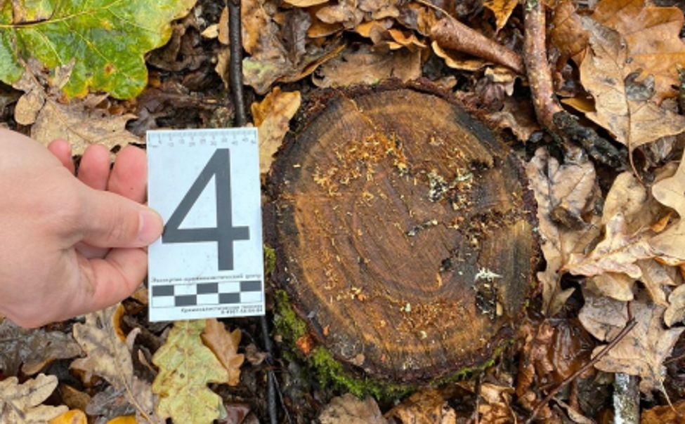 Полицейские раскрыли факт незаконной рубки деревьев в Комсомольском округе