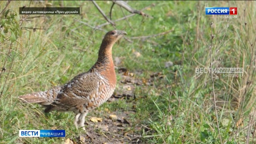 В Чувашии выросла численность тетеревиных птиц 