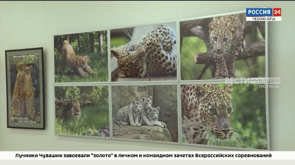 В Чебоксарах можно увидеть "Портреты животных"