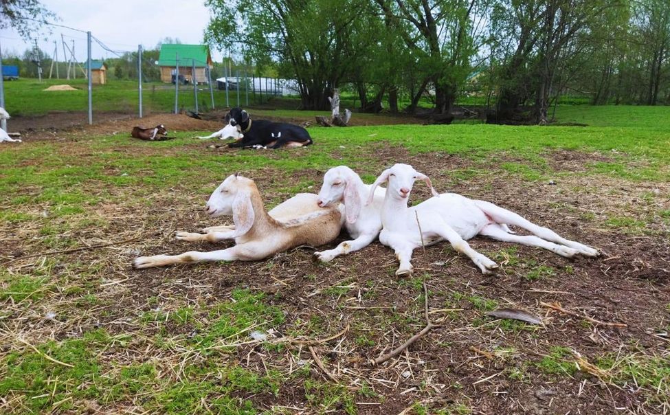 Фермер из Чувашии развивает агротуризм в рыбоводном хозяйстве