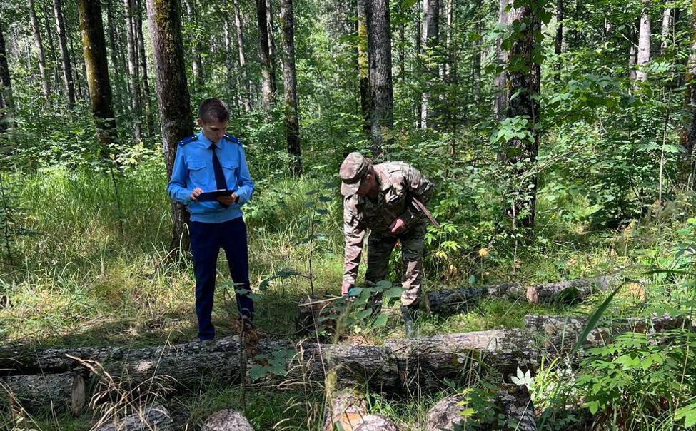 Жителя Алатырского округа, незаконно вырубившего 7 деревьев, ждет суд