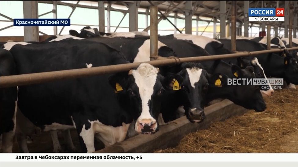 В Красночетайском округе открыли новый телятник