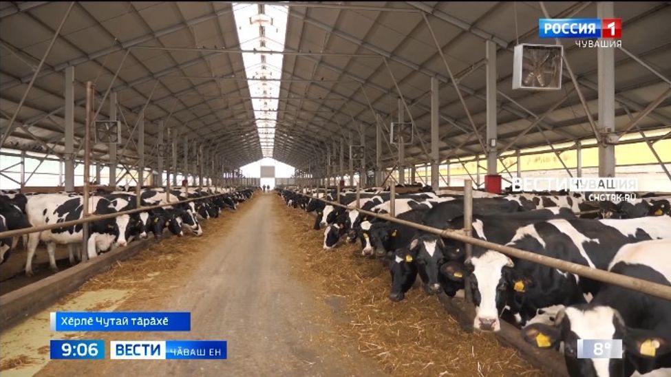 Сӗт суса илесси те, ӗҫ укҫи те ӳснӗ