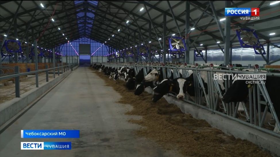 В Чебоксарском округе построили телятник почти за 160 млн рублей