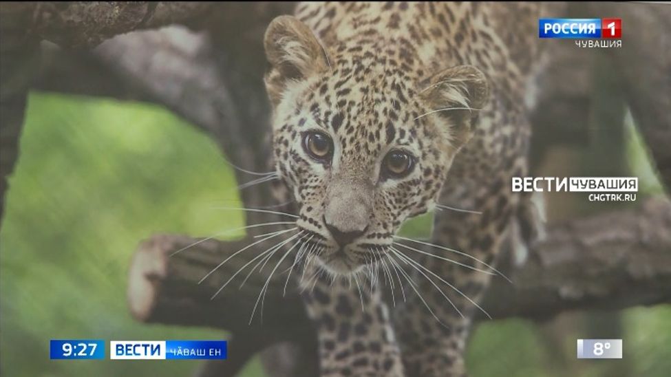 "Радуга" культурӑпа курав центрӗнче Александр Авалов фотограф-анималист ӗҫӗсен куравӗ уҫӑлчӗ