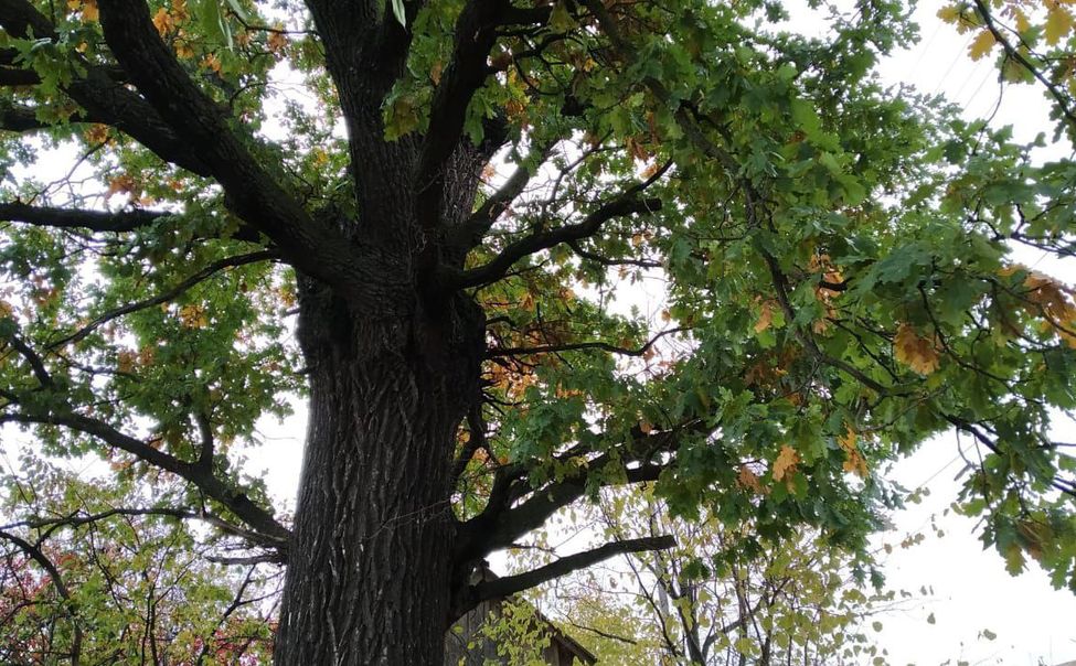 В этом году в Чувашии заготовлено более 3600 кг семян лесных растений