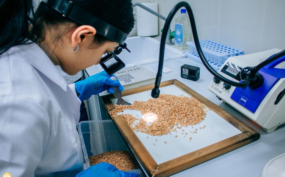 В Чувашии для ярового сева подготовлено 105% от потребности семян зерновых и зернобобовых культур