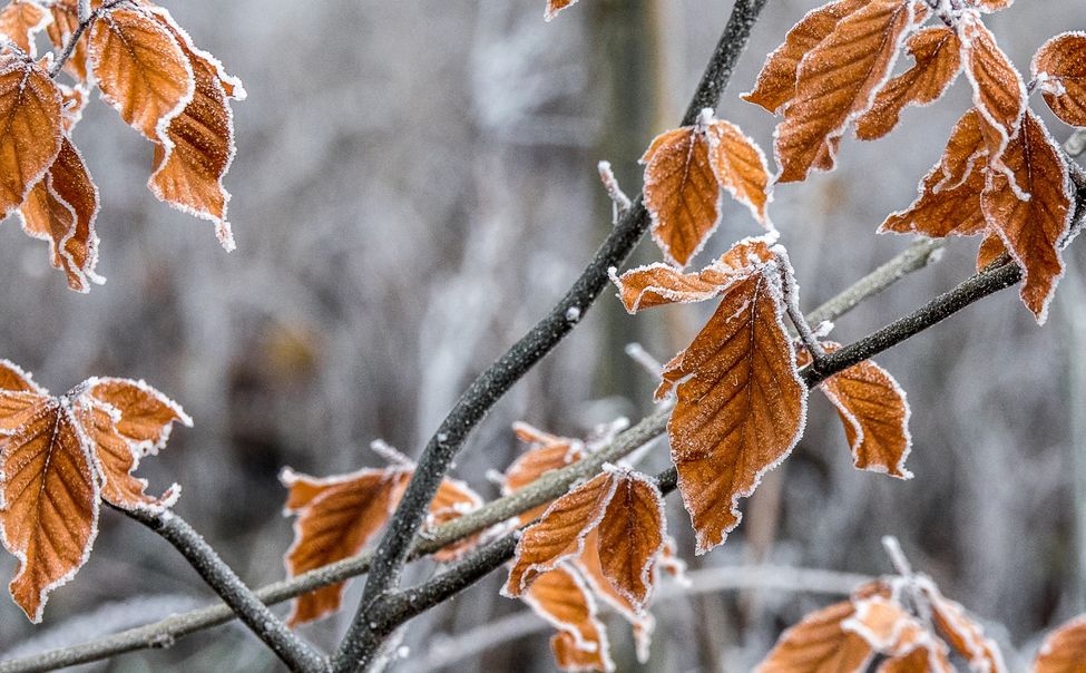 16 и 17 ноября в Чувашии ожидаются мокрый снег и гололедица