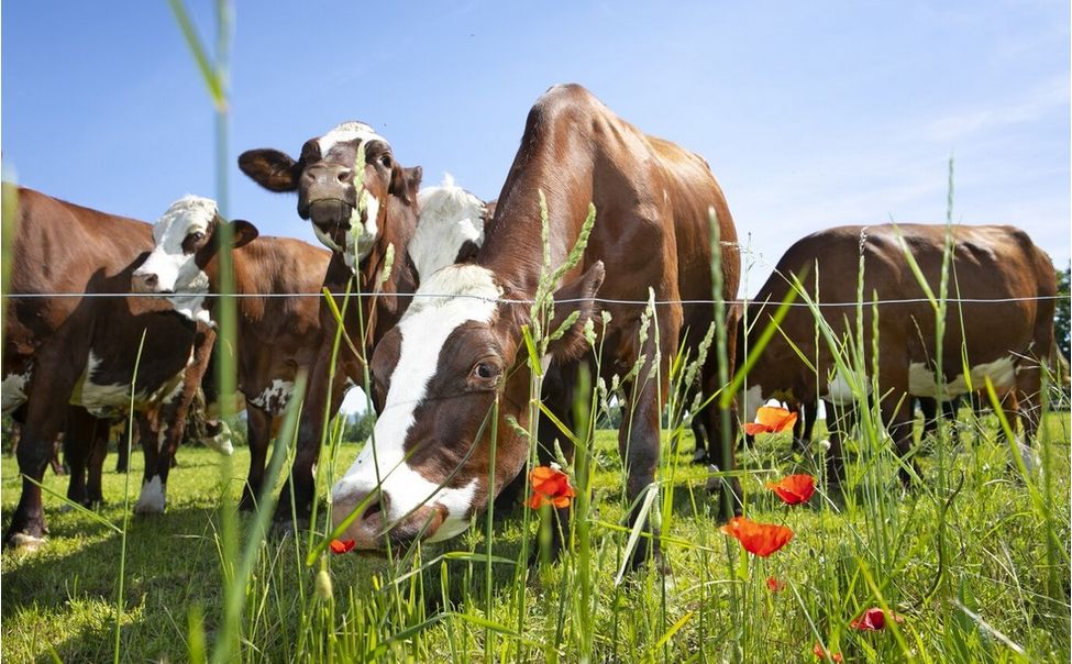 В Чувашии с осени 2024 года введут обязательный учет сельхозживотных