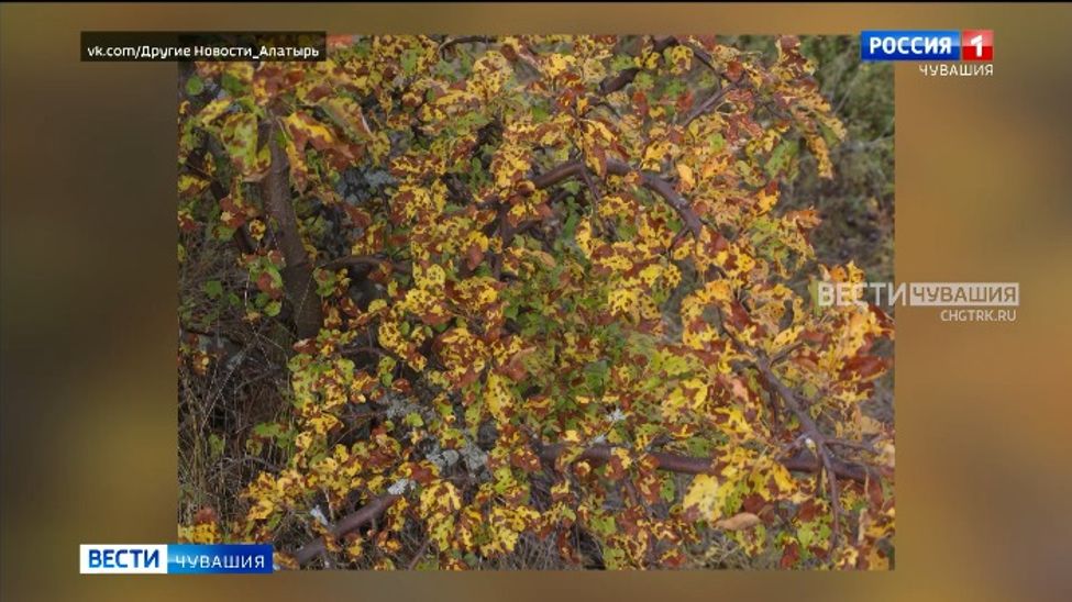 Алатырский агрохолдинг «отравляет» жизнь жителям округа