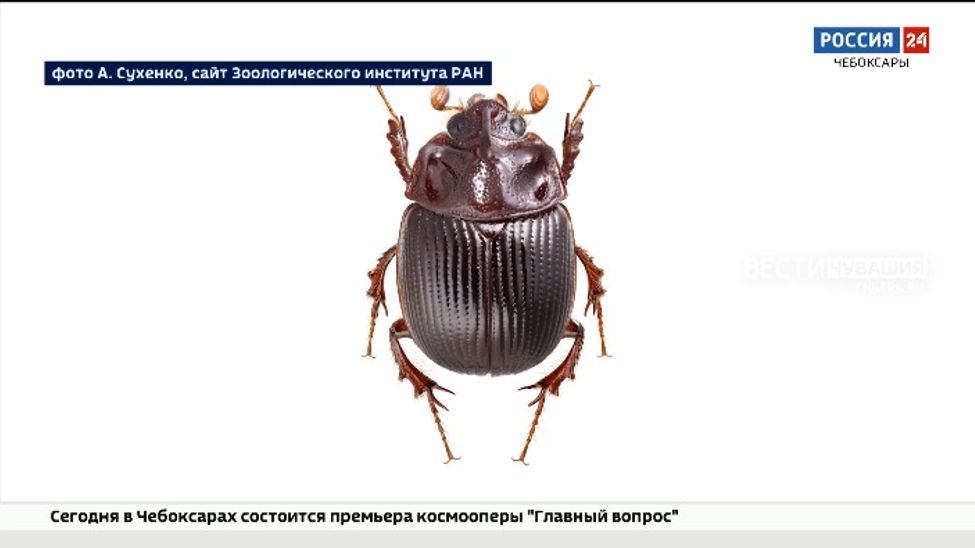 Шестирогого жука-гурмана впервые включили в новое издание Красной книги Чувашии