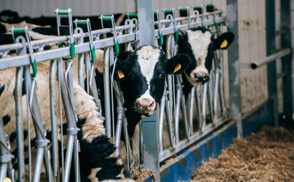 В Чувашии более 86 тысяч голов сельхозживотных прошли маркировку