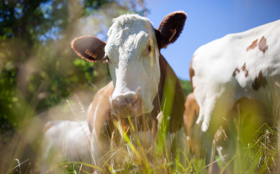 В Янтиковском округе введен карантин по бешенству