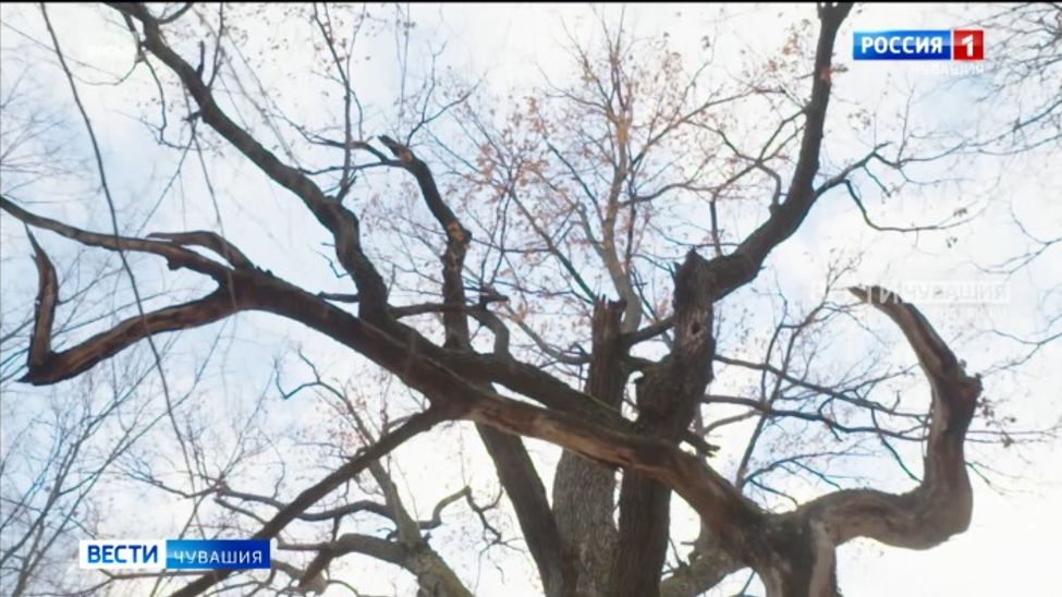 Чувашии вручат диплом за победу во Всероссийском конкурсе «Российское дерево года – 2023»