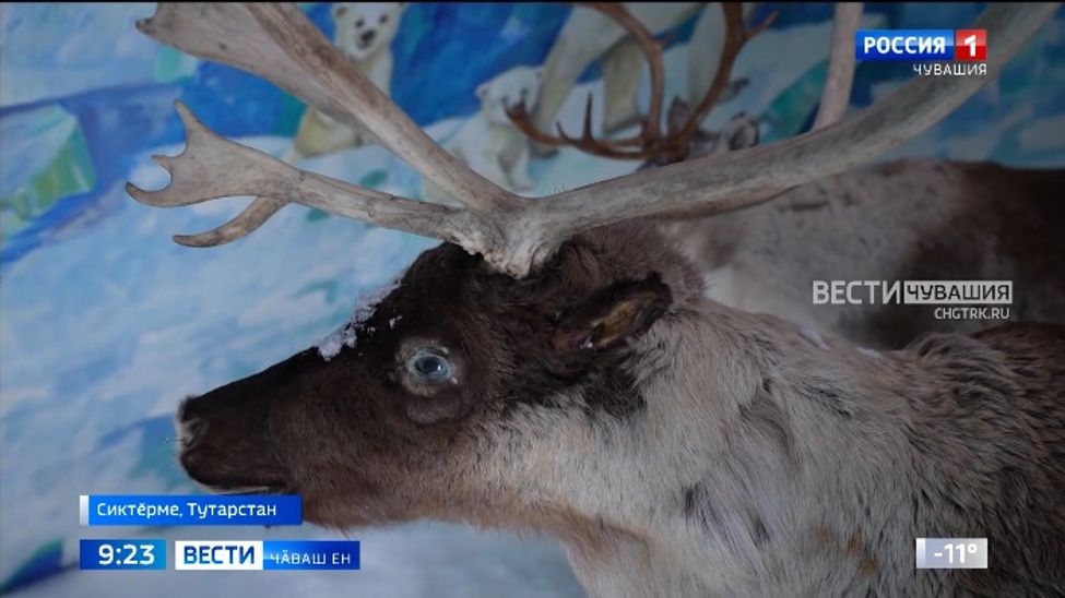 Таҫта аякка каймасӑрах Ҫӗпӗрте пулнӑ пек туйма пулать