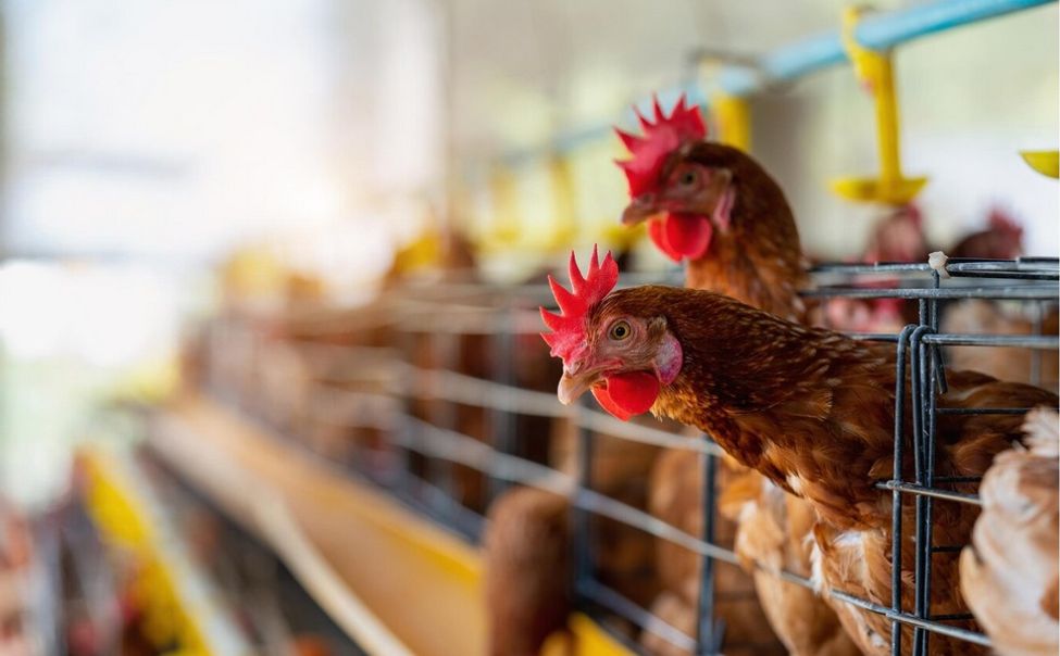 В Чувашии сохраняется благополучная обстановка по высокопатогенному гриппу птиц