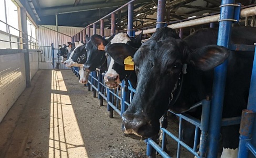 В Чебоксарском округе бык напал на работника сельхозпредприятия