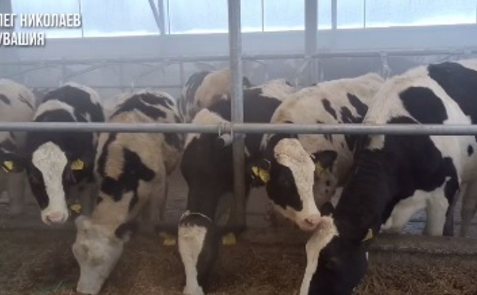 В Ядринском округе открыли новый телятник на 500 голов