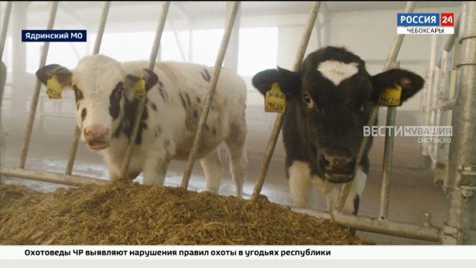 В Ядринском округе открылся телятник на 500 голов