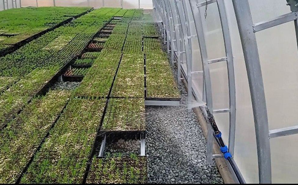 В Чувашии создадут Лесосеменоводческий центр