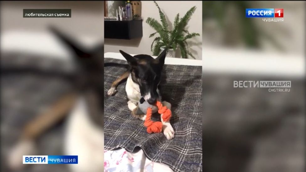 Проект ГТРК "Чувашия" помог обрести дом питомцам чебоксарского приюта