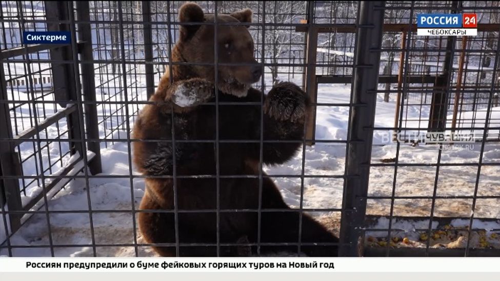 Туристический комплекс в чувашской деревне Татарстана пополнился питомцами 