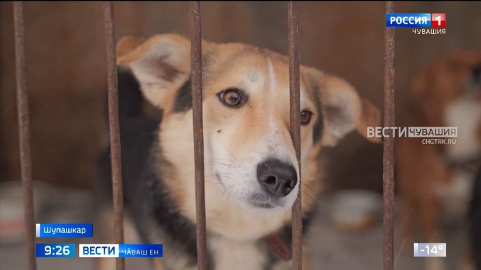 Ырӑпа вӗҫленекен тӗслӗх ытларах пултӑрччӗ