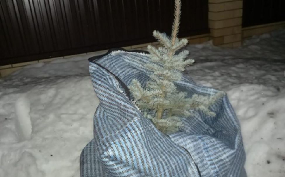 Полицейские вернули жителю Шумерли похищенную голубую ель, которую он растил 17 лет