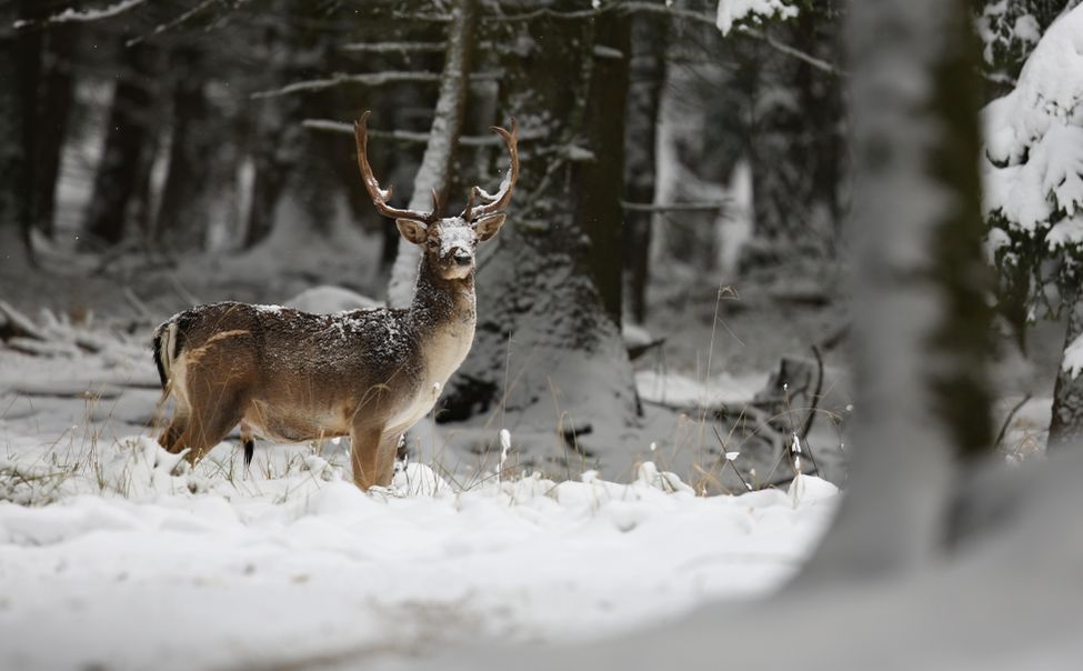 В Чувашии стартовал зимний учет зверей и птиц