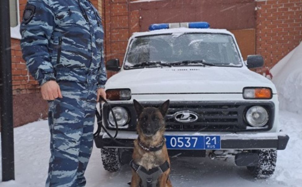 В Чувашии за год благодаря четвероногим помощникам раскрыто 105 преступлений