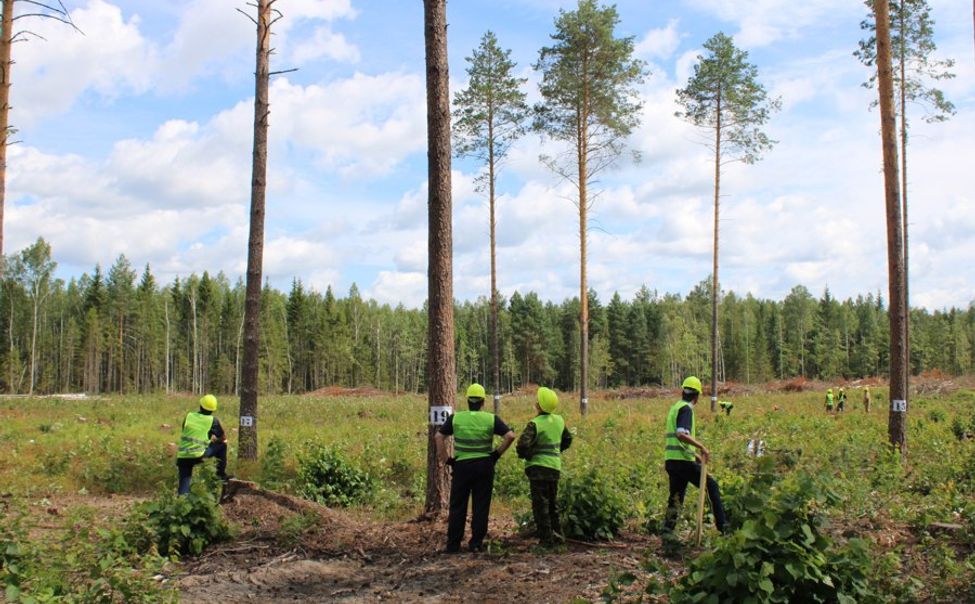 Чувашия планирует провести обследование лесного фонда на площади 948,5 га