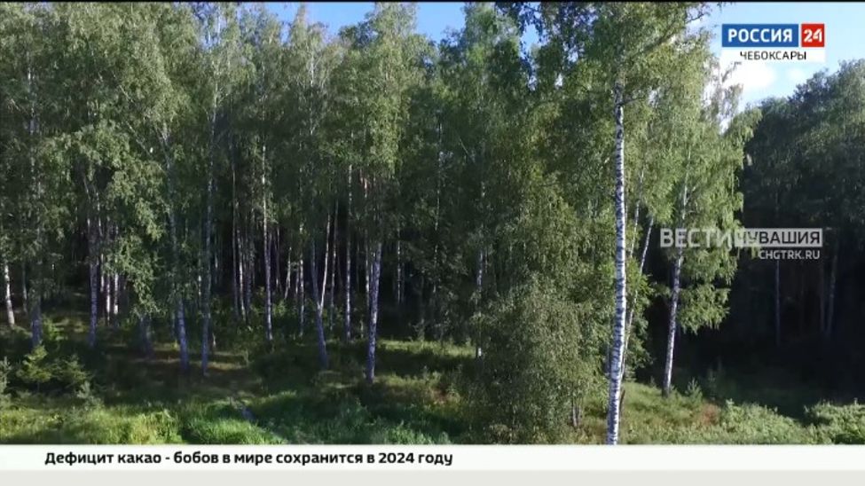 В 2023 году леса Чувашии удалось восстановить на 100 %. 