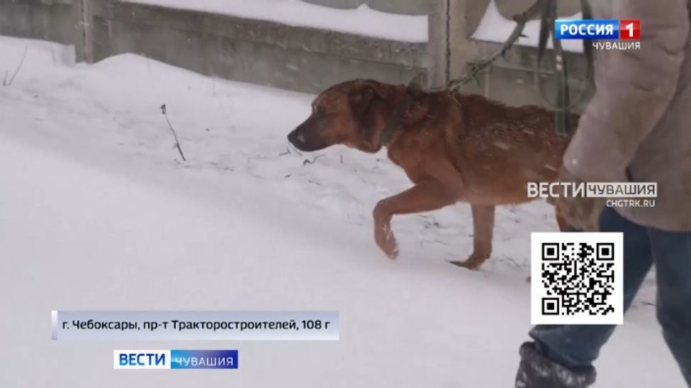 Проект "Найди друга". №59. Гектор