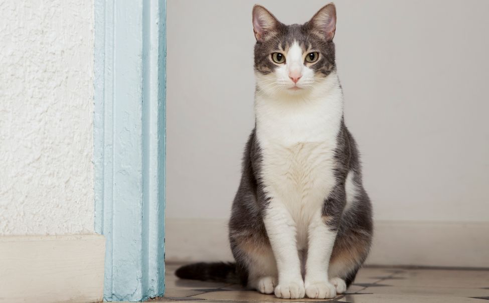 В Новочебоксарске спасатели освободили кошку, застрявшую между плитами перекрытия