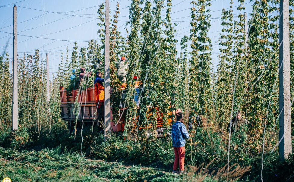 Два новых сорта чувашского хмеля включили в Госреестр селекционных достижений