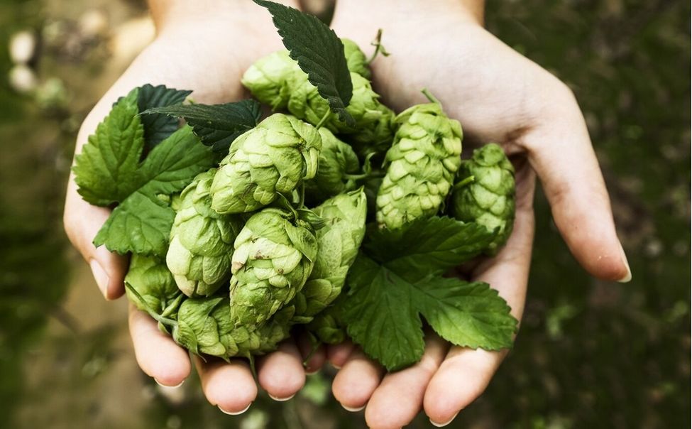 На ВДНХ презентовали ограниченную серию напитка, сваренного из чувашского хмеля "Подвязный"