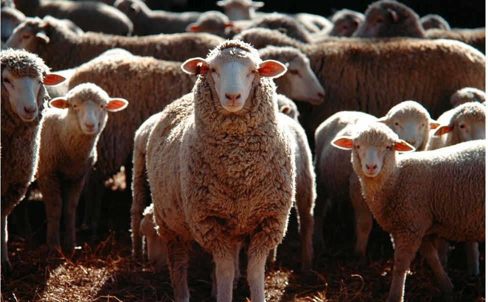 "Соседи" Чувашии регистрируют смертельную для домашних животных болезнь