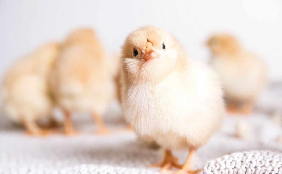 Чувашия планирует реализовать в 2024 году 90 аграрных инвестпроектов 