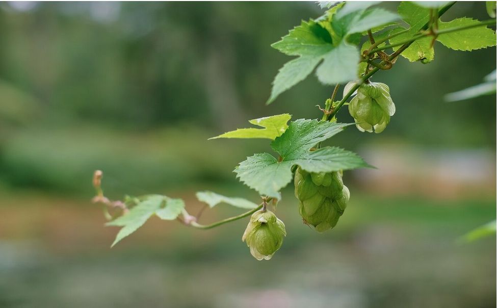 Хмелеводство планируют включить в ИПСЭР Чувашии