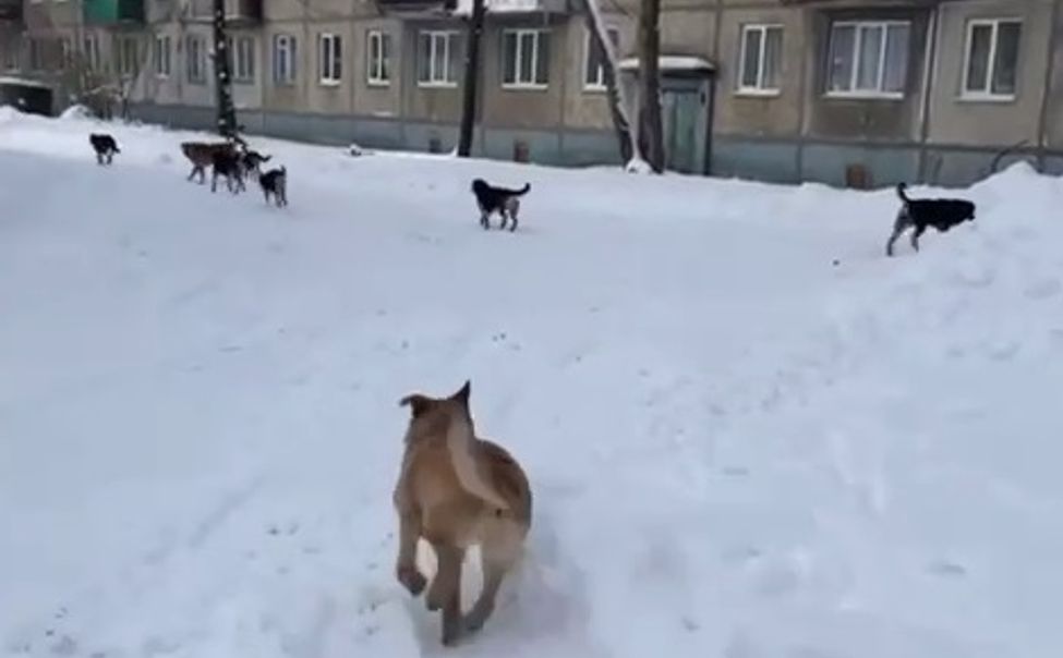 По Шумерле рыскают стаи бездомных собак: прокуратура разбирается