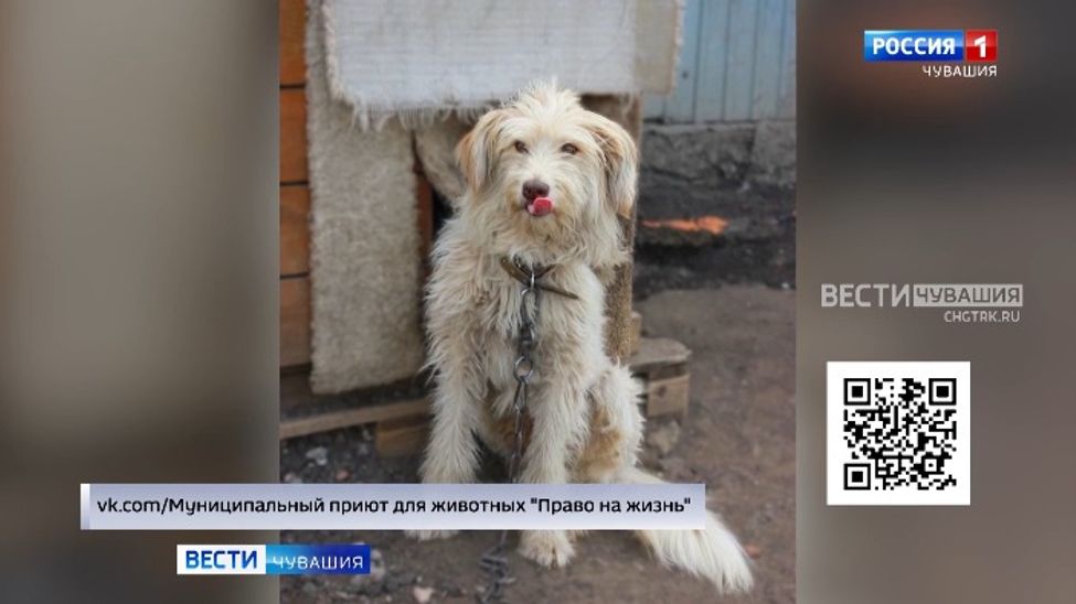 Проект "Найди друга". №60. Шпик